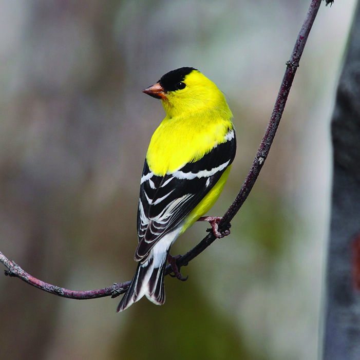 American Goldfinch on a branch