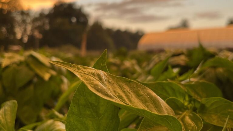 bean plants at sunrise on a farm