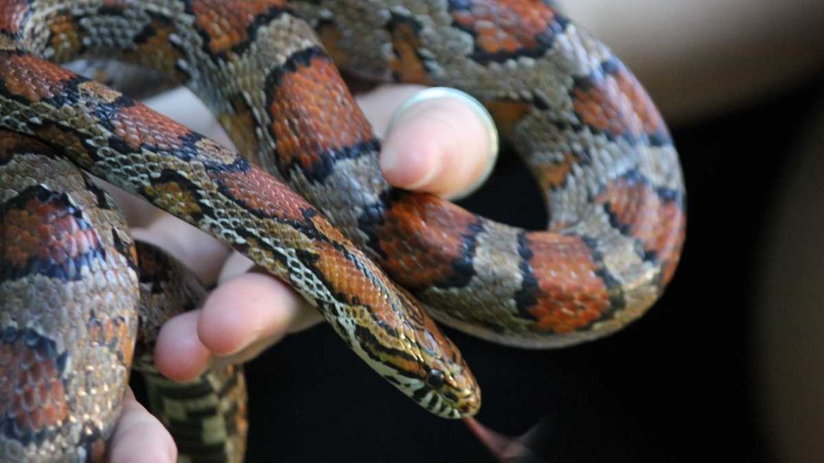 orange and brown corn snake held in hand