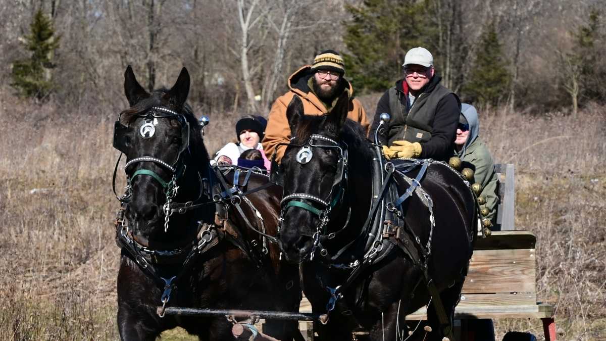 horse drawn wagon in field
