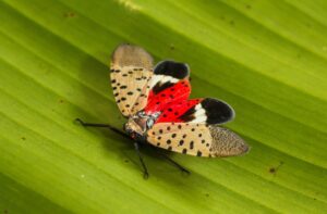 invasive spotted lanternfly on leaf