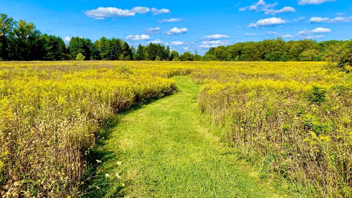 mowed path running through prairie on sunny day
