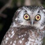 owl at night