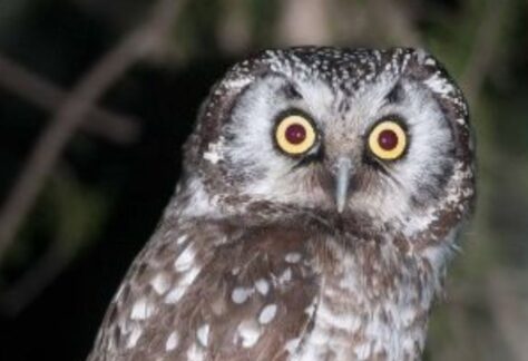 owl at night
