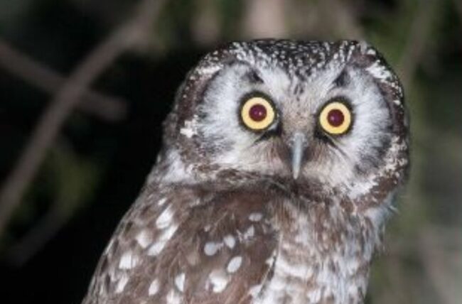 Owls of whitefish point (950 x 625 px) owl at night