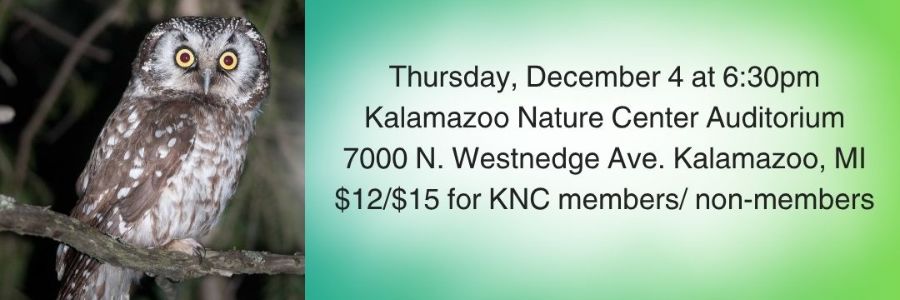 Schools Out (1) Owl at night