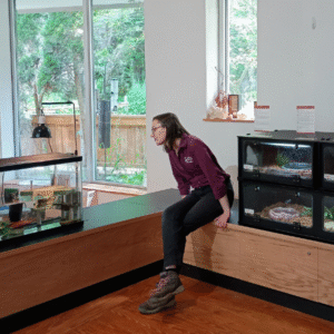 KNC's animal care manager is looking at the turtle enclosure