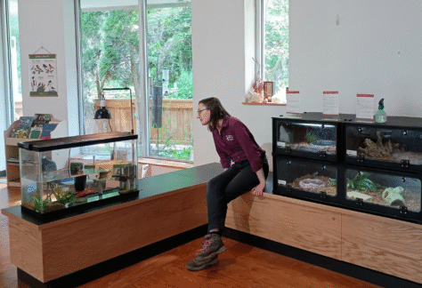 KNC's animal care manager is looking at the turtle enclosure