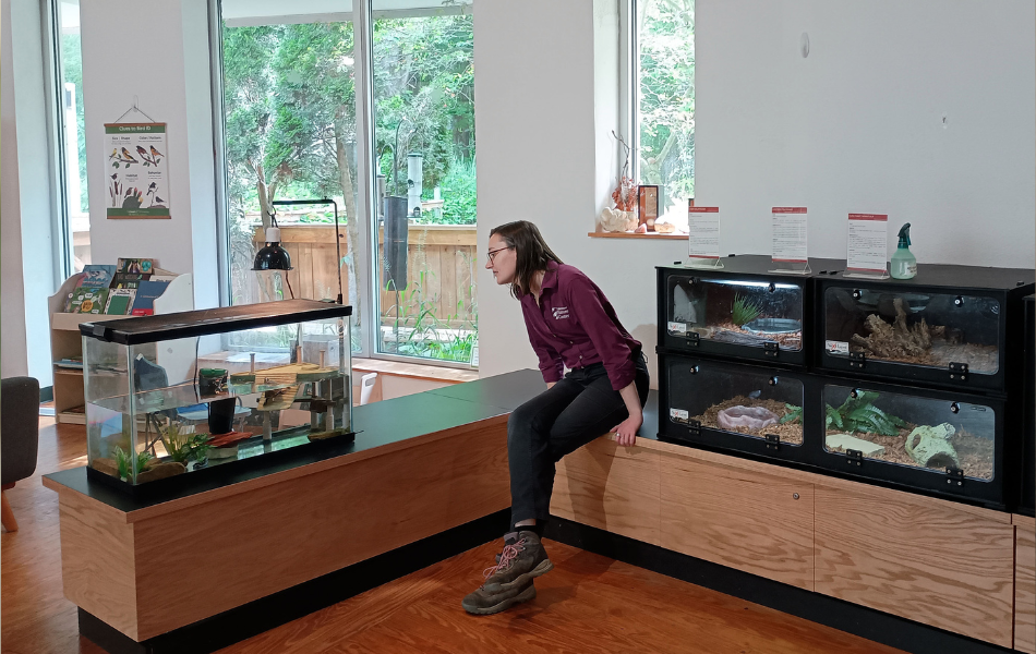 KNC's animal care manager is looking at the turtle enclosure