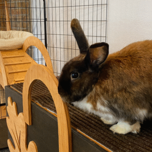 Juniper a rabbit animal ambassador at the kalamazoo nature center