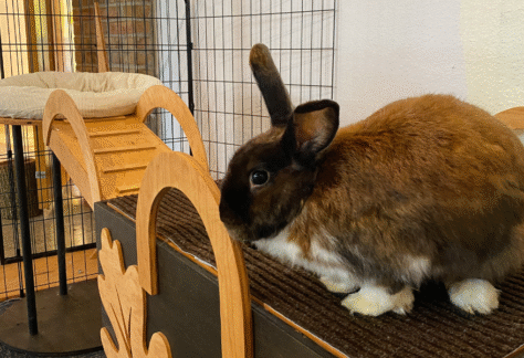 Juniper a rabbit animal ambassador at the kalamazoo nature center