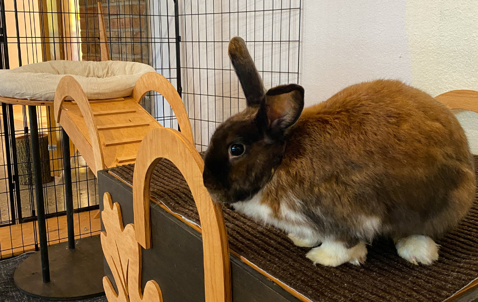 Juniper a rabbit animal ambassador at the kalamazoo nature center