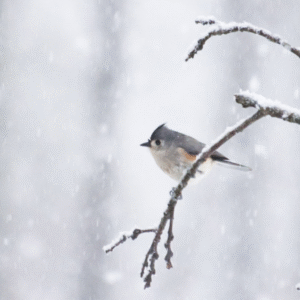 Bird watching and coffee event at the kalamazoo nature center