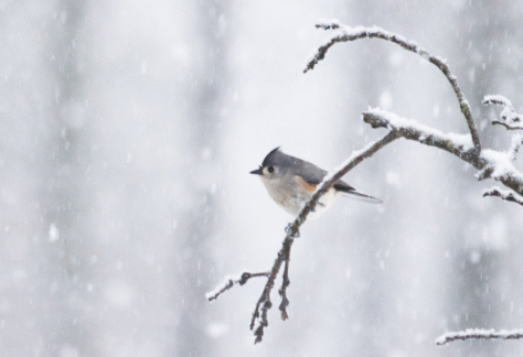 Bird watching and coffee event at the kalamazoo nature center