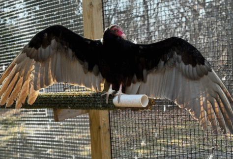 Tukey a turkey vulture animal ambassador at the kalamazoo nature center
