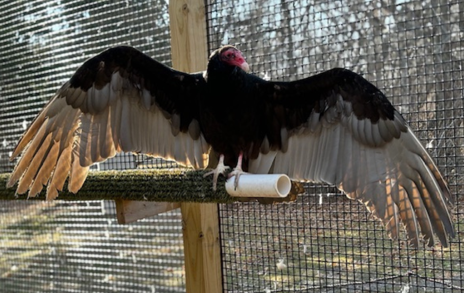 Tukey a turkey vulture animal ambassador at the kalamazoo nature center