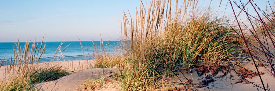 Lake Michigan shoreline with dune grasses