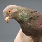 gray pigeon with orange eyes