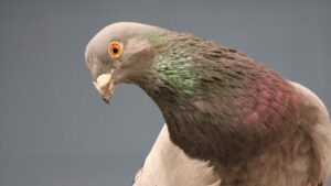 gray pigeon with orange eyes