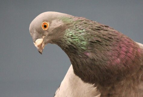 gray pigeon with orange eyes