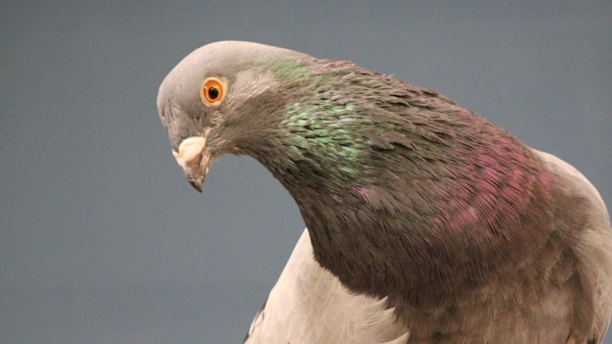 gray pigeon with orange eyes