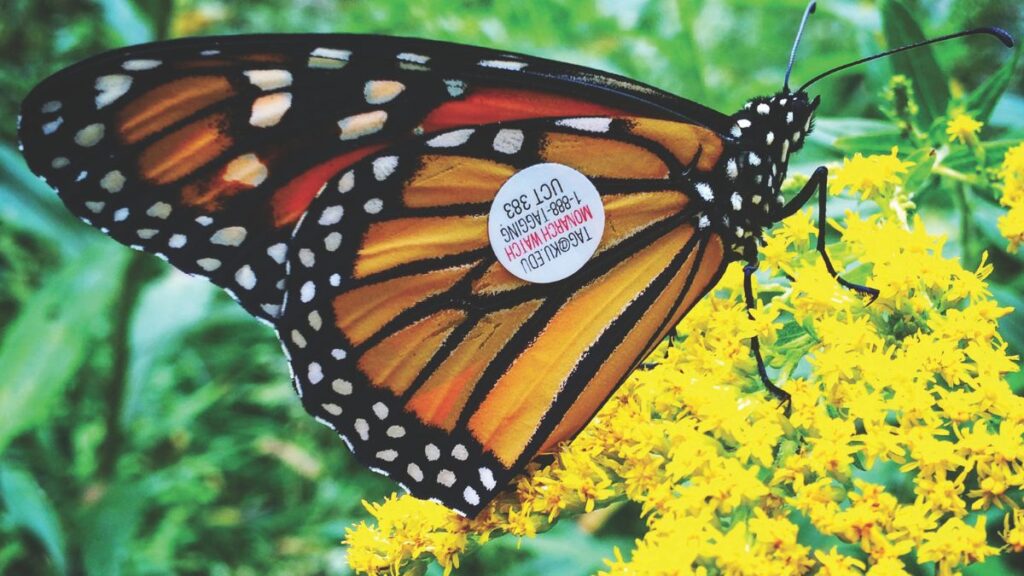 Monarch butterfly on yellow goldenrod with research tag