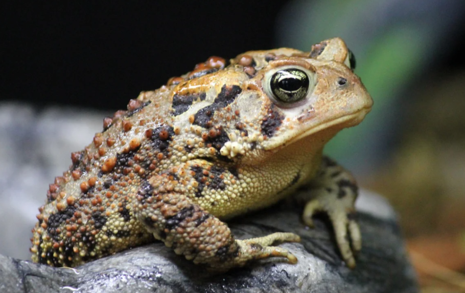 Rebecca, American Toad