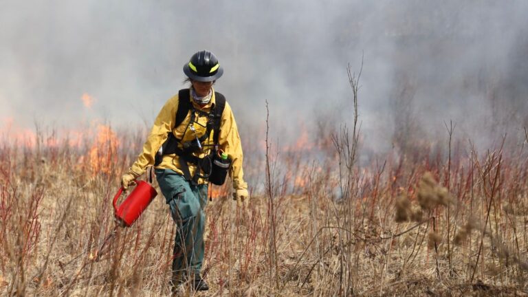 Person using a torch in a field during a prescribed burn