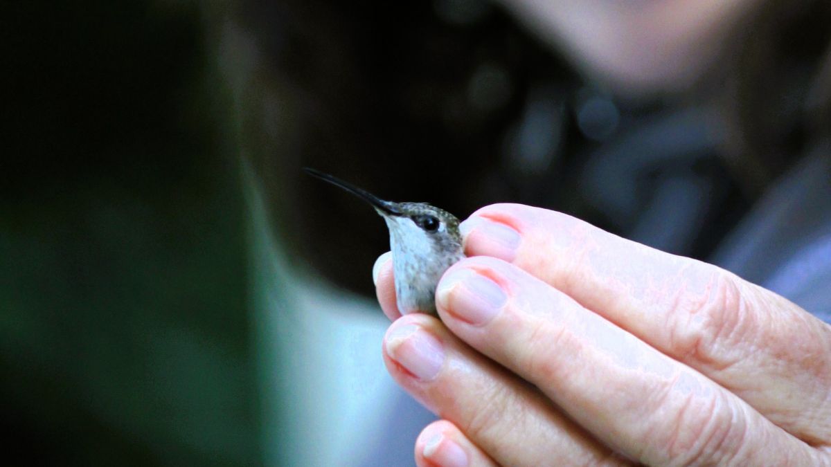 hummingbird being banded