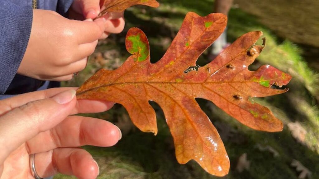 person holding fall oak leaves