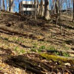Spring foraging scavenger hunt kalamazoo nature center