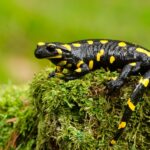 Salamander walk kalamazoo nature center