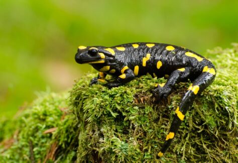 Salamander walk kalamazoo nature center