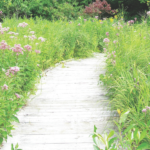 Wetland Wonders kalamazoo nature center michigan