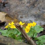 poetry steve brown kalamazoo nature center
