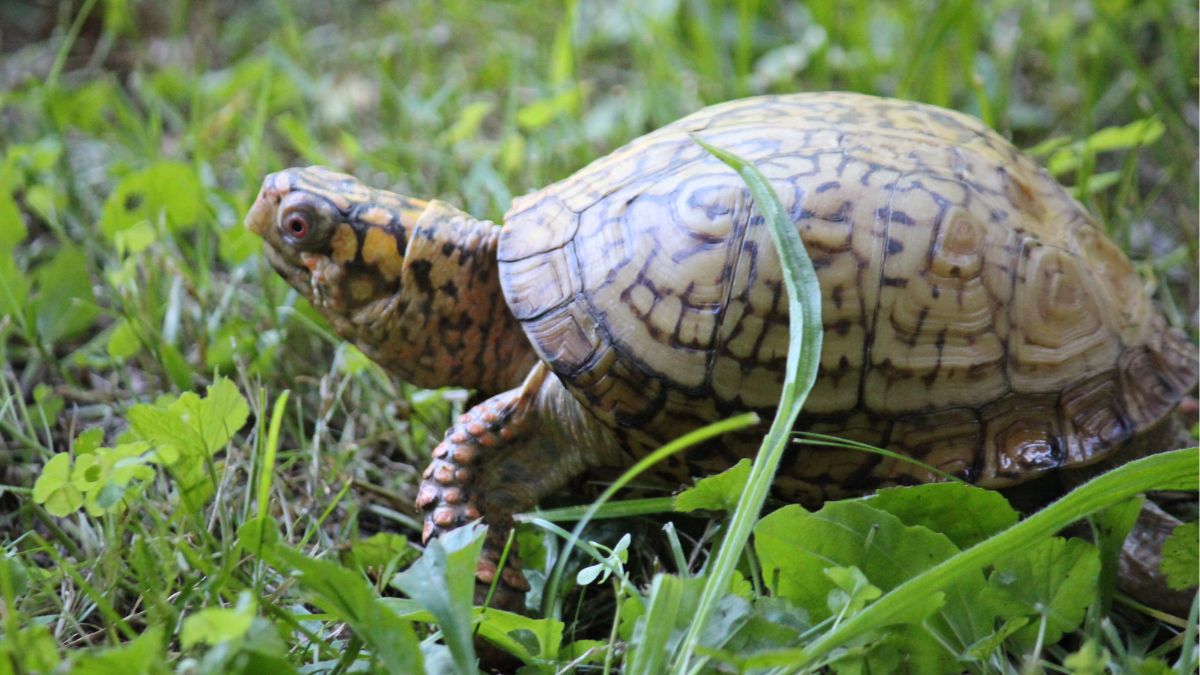 box turtle walking in grass