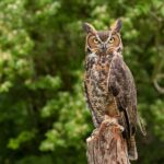 Beginners guide to owls kalamazoo nature center