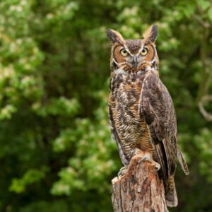 Beginners guide to owls kalamazoo nature center