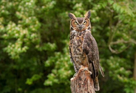 Beginners guide to owls kalamazoo nature center