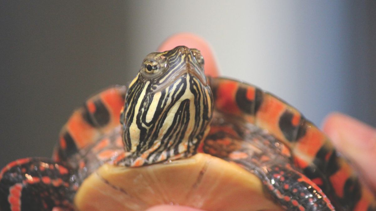 Paint Turtle Alex 2025 1200x675