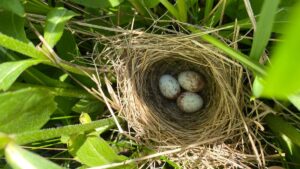 Bird surveys