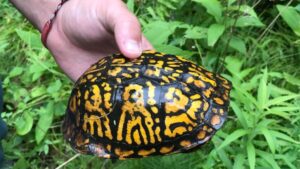 Box Turtle (1)