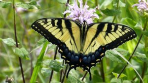 Butterfly Surveys