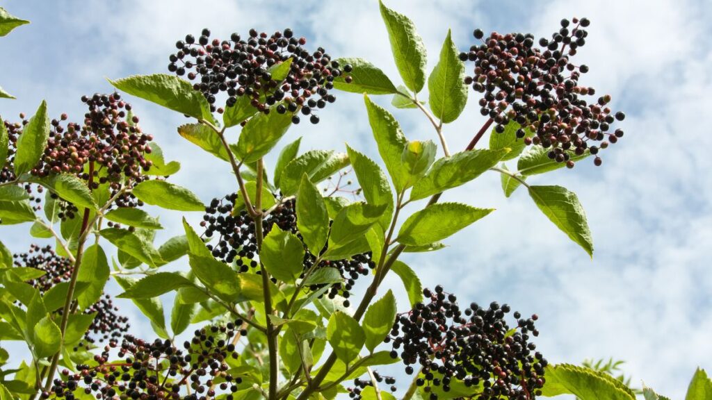 elderberries growing against a blue sky