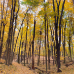 Discover KNC guided hike kalamazoo nature center