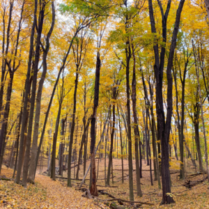 Discover KNC guided hike kalamazoo nature center