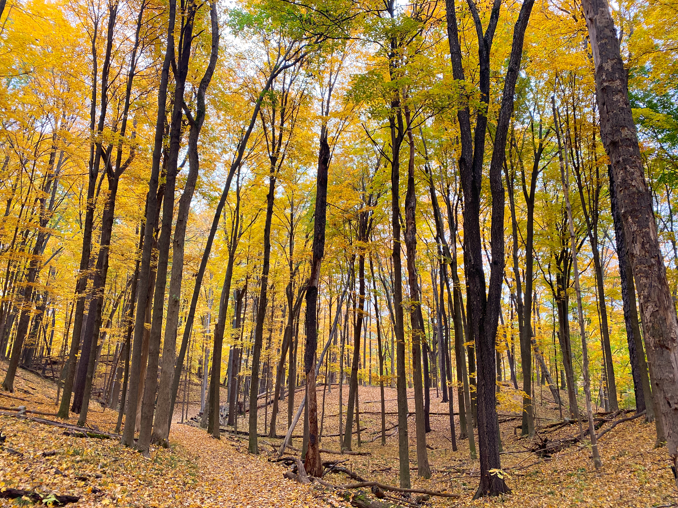 Discover KNC guided hike kalamazoo nature center