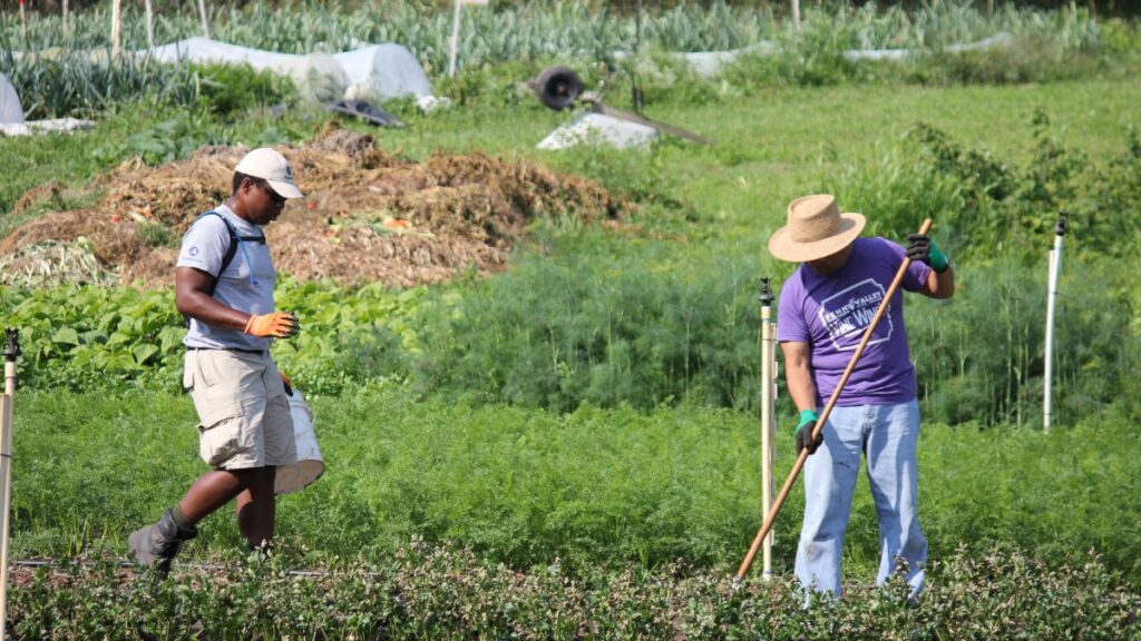 VOLUNTEERS raking on farm on a sunny day