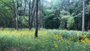 Forest Management