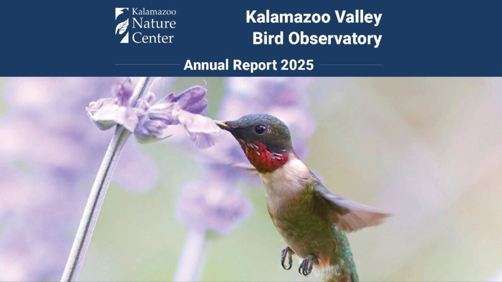 hummingbird on cover of annual report